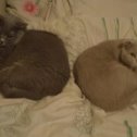 Фотография "Мои неразлучные котики Гоша и Фрося 1"