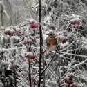 Фотография "стеклянные птички на стеклянной рябине )))"