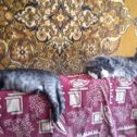 Фотография "Яшма спит без задних ног, уморилась"