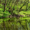 Фотография "Деревья & отражения
#антонмазаев #antonmazaev #природа #лама #ярополец #nature #landscape #water #tree #trees #naturephotography #naturelovers #outdoors #lake #forest #river #watercolor #christmastree #naturelover #landscapephotography #natureza #waterfall #nature_perfection #grass #landscape_lovers #landscapes #landscape_captures #watercolour"