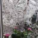 Фотография "А, из нашего окна
Лужайка белая видна"