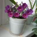 Фотография "Самый маленький цветущий комнатный цветочек- минисинингия. Ростом 10 см."