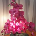Фотография "Новый букет орхидеи🥰 #орхидеясветильникизизолона"