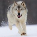 Фотография от волк волков