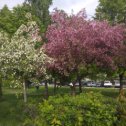 Фотография "Весеннее цветение яблонь восхищает  и завораживает . Благоухающие облака  нежных розовых и белых цветков украшают улицы,парки, сады, наполняют радостью и предвкушением предстоящего урожая"