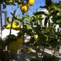 Фотография "Зреют лимоны на крыше,
У дяди Гриши."
