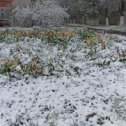 Фотография "Тюльпаны в снегу.... "
