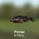 Фотография "https://ok.ru/game/trophyfishing2?193472 Ротан, Головешковые, 0.17kg, Волга, Карповое, TF-500, Манка.  #Ротан #Головешковые #Волга #Карповое #Манка #trophy #fishing #fish #трофейная #рыбалка #рыба"