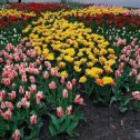 Фотография "Какая красота в Центральном парке в Гомеле! Тюльпаны просто всех цветов и мастей! И прекрасный вечер, проведённый в компании доченьки."