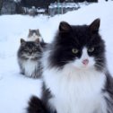 Фотография "Коты, которые живут на даче."