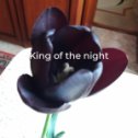 Фотография "Король ночи"