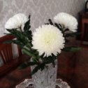Фотография "Любимые хризантемы от любимого мужа. 8.03.2024 г."