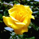 Фотография "Желтая роза - Изратль."