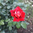 Фотография "Розы великолепие!"