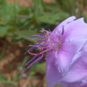 Фотография "Тибухина козлинобородая — Tibouchina aegopogon  — Меластомовые Melastomataceae. Бразилия.  #Тибухина_козлинобородая #Tibouchina_aegopogon #Тибухина #Tibouchina #Melastomataceae #Меластомовые #Миртоцветные"