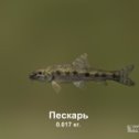 Фотография "https://ok.ru/game/trophyfishing2?92792 Пескарь, Карповые, 0.017kg, Дунай, База Дунай, TF-1000, Хлеб.  #Пескарь #Карповые #Дунай #База Дунай #Хлеб #trophy #fishing #fish #трофейная #рыбалка #рыба"