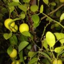 Фотография "Поспели лимоны на моей лоджии"