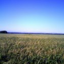 Фотография "Лето пшеничное"