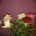 Фотография "Супруг выращивает розы,какие они красивые правда?!"
