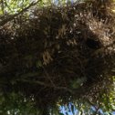 Фотография "гнездовье на эвкалипте"