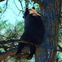 Фотография "Когда медведь устаёт от лесной суеты, он забирается на дерево, садится на сук и думает о тщетности бытия."