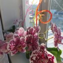 Фотография "Орхидеи цветут"