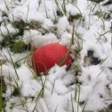 Фотография "Яблоко на снегу"