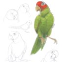 Фотография "Estudio de loros de cabeza roja para un futuro cortometraje. #art #parrots "