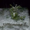Фотография "Куст КРЫЖОВНИКА под снегом..."