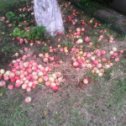 Фотография "яблоки"