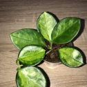 Фотография "Hoya australis variegata Sunnyside up’ "
