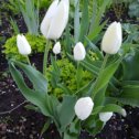 Фотография "Белые тюльпаны."