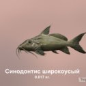 Фотография "https://ok.ru/game/trophyfishing2?73548 Синодонтис широкоусый, Бахромчатоусые, 0.017kg, Нил, Причал, TF-500, Хлеб.  #Синодонтис широкоусый #Бахромчатоусые #Нил #Причал #Хлеб #trophy #fishing #fish #трофейная #рыбалка #рыба"