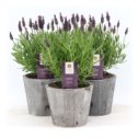 Фотография "Цветущая лаванда  Lavandula Purple anouk in wood Р14 - 26руб.  Высота 30 см"