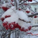 Фотография "И зимой - тоже ягоды."