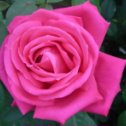 Фотография "МАЛИНОВЫЙ ЗВОН
	
  Роза чайно-гибридная "Малиновый звон" — цветок: насыщенно-розовый, размер около 11 см, слабо-ароматный, огромные лепестки (40-45 шт) создают необыкновенную красоту цветка. Куст: высота около 150 см, колючесть сильная. Повторно-цветущая."