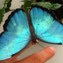 Фотография от Живые Тропические Бабочки