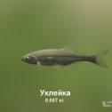 Фотография "https://ok.ru/game/trophyfishing2?93753 Уклейка, Карповые, 0.057kg, Волга, База Волга, TF-500, Хлеб.  #Уклейка #Карповые #Волга #База Волга #Хлеб #trophy #fishing #fish #трофейная #рыбалка #рыба"