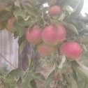 Фотография "Мои яблоньки
"
