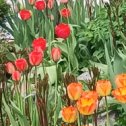 Фотография "Расцвели тюльпаны в....апреле"
