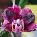 Фотография от Орхидеи Майкопа 🌸Эмилия🌸опт и розница