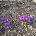 Фотография "Весна!!!"