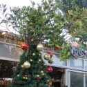 Фотография "Рождественское чудо в Хайфе - елкофикус (или фикуелка). Мичурин отдыхает - это не яблоко на вишню присадить или грушу околачивать..."