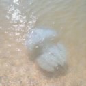 Фотография "Вот такие здоровые медузы оккупировали Азовское море"