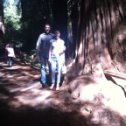 Фотография "Sequoia, muir wood park"