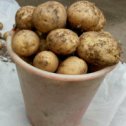 Фотография "Продам крупный картофель,10л.,цена 300 руб. Тел. 9048135645"
