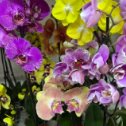 Фотография от Чудесные орхидеи Евгения