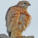 Фотография "Red Shouldered Hawk all shook up showing some feathers at Boynton Beach, Florida ... Красноплечий ястреб встряхнулся, обнажая перья"