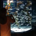 Фотография "Очень интересный аквариум в Шардже. Недорого и посетителей не много.

#sharjahaquarium #sharjah #sharjahuae #aquarium #uaelife #океанариум #аквариум #sharjahmarine"