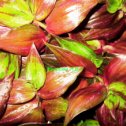 Фотография "Традесканция "3ебрина Пурпуза"- "Zebrina purpusii Bruckn" (Однородная красновато-оливково-зеленая окраска стебля и листьев, сверху слегка опушенных, снизу голых, фиолетово-красных. Яркость окраски листьев зависит от света)"